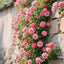 300 Pcs Rare Rose Flower Seeds
