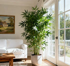 Lucky Bamboo Cypress Seeds – Hardy, Easy-Grow Evergreen for Garden & Home