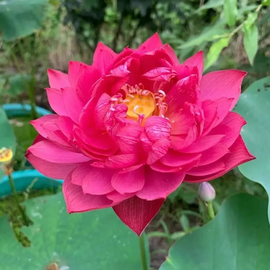 [7 days germination] The Sacred Bonsai Bowl Lotus Flower