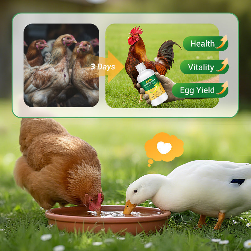 Poultry Multi-Symptom Oral Solution – Treats Respiratory, Digestive & Immune Issues in One Dose