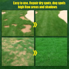 Evergreen dwarf grass seed for four seasons