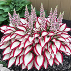 Premium Rare Hosta Seeds Shade-Tolerant Plant