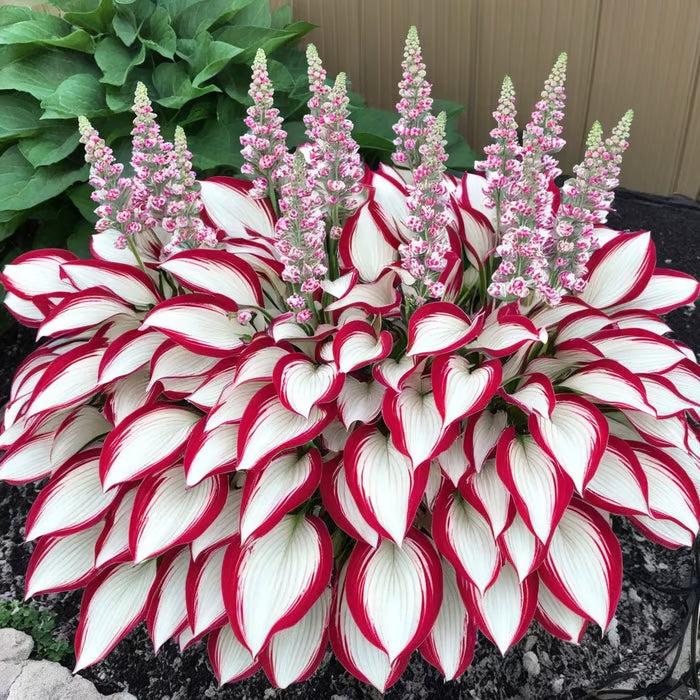 Premium Rare Hosta Seeds Shade-Tolerant Plant