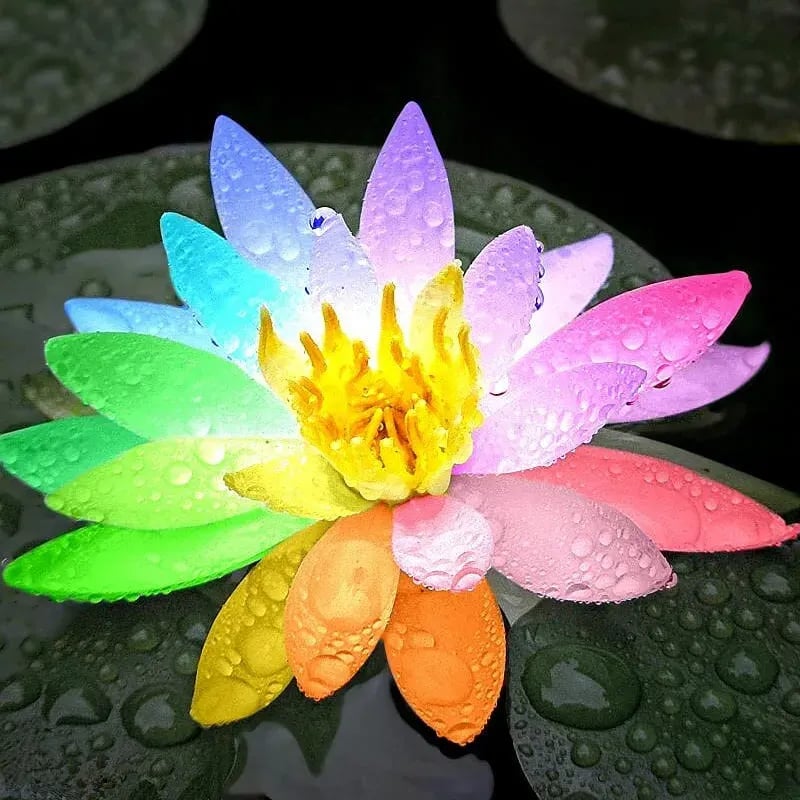 [7 days germination] The Sacred Bonsai Bowl Lotus Flower