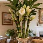 Lucky Bamboo Cypress Seeds – Hardy, Easy-Grow Evergreen for Garden & Home