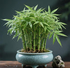 Lucky Bamboo Cypress Seeds – Hardy, Easy-Grow Evergreen for Garden & Home