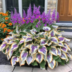 Premium Rare Hosta Seeds Shade-Tolerant Plant