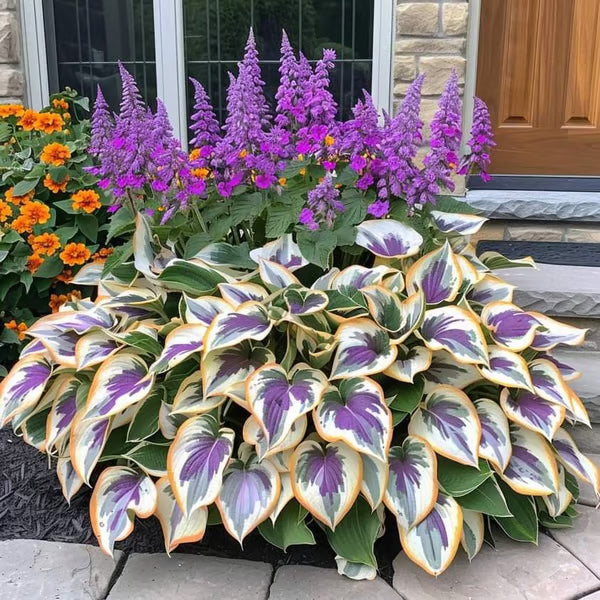 Premium Rare Hosta Seeds Shade-Tolerant Plant