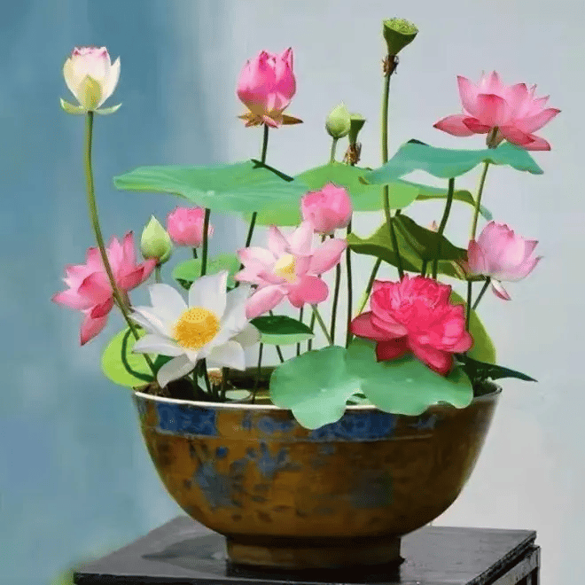 [7 days germination] The Sacred Bonsai Bowl Lotus Flower
