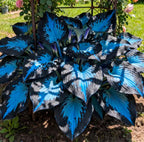 Premium Rare Hosta Seeds Shade-Tolerant Plant