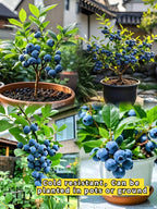King of Berries - Giant Blueberry Fruit Seeds - Four Seasons Plants