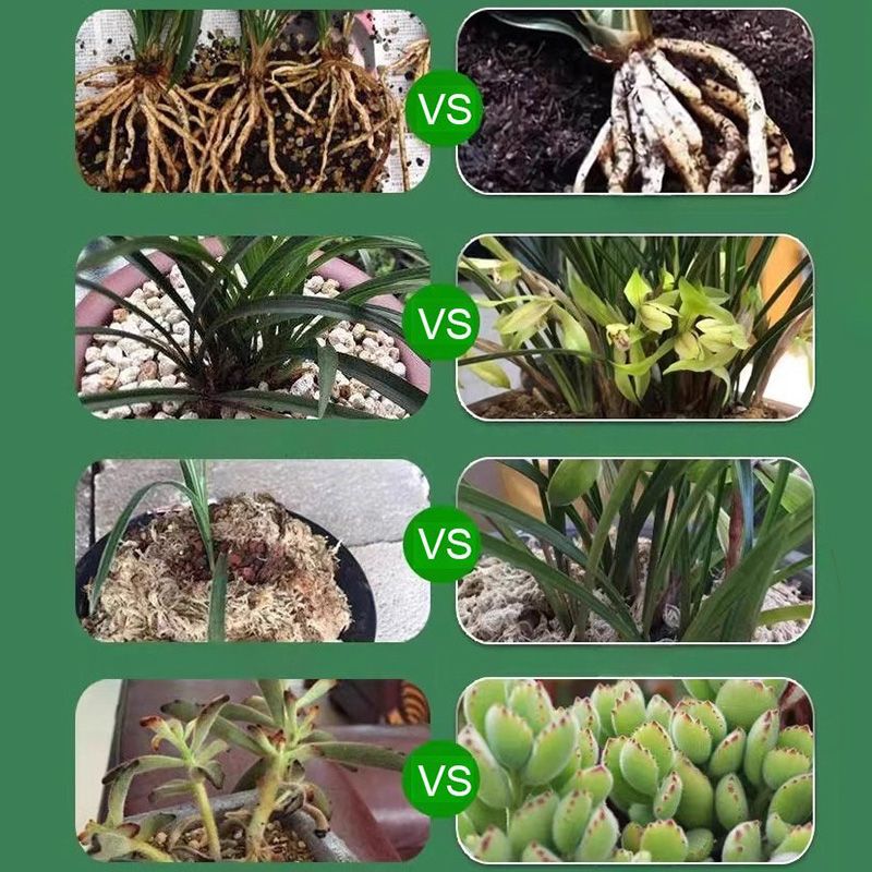 [Recommended by plant experts] Plant and Flower Activation Liquid Solution