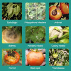 Plant, Melon And Fruit Microbial Bacterial Agent（ ）