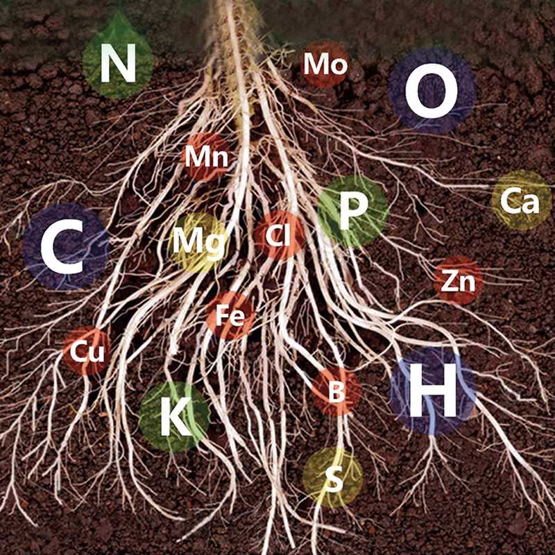 Plant rapid-effect nutrient solution: Quickly replenishes, grows strong, lush and green