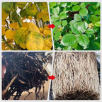 Plant rapid-effect nutrient solution: Quickly replenishes, grows strong, lush and green