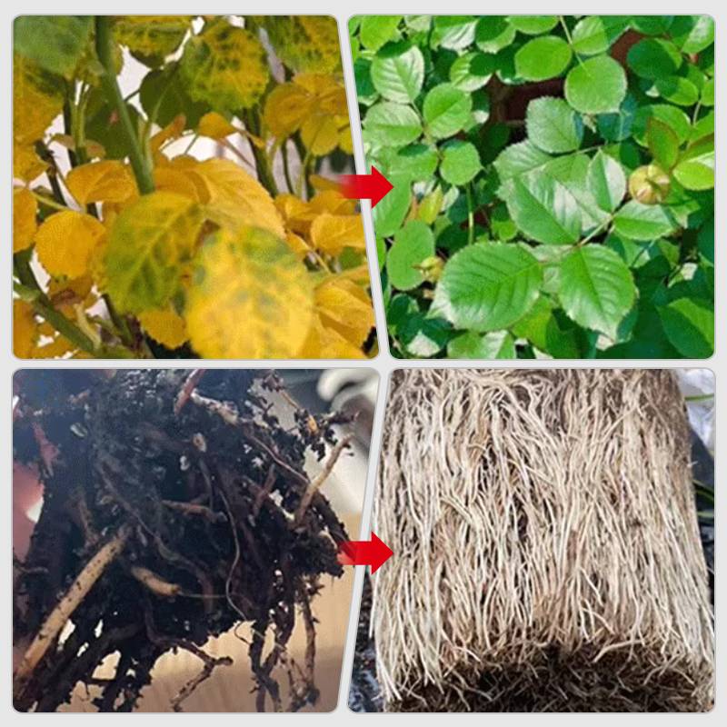 Plant rapid-effect nutrient solution: Quickly replenishes, grows strong, lush and green