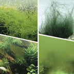 Buy More Save More Algae & Moss Remover for Fish Tank - Safe Water Purification
