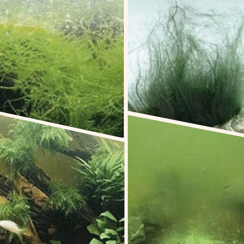 Buy More Save More Algae & Moss Remover for Fish Tank - Safe Water Purification