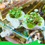 Multi-use Plant Hydroponic Transparent Clamp Basket