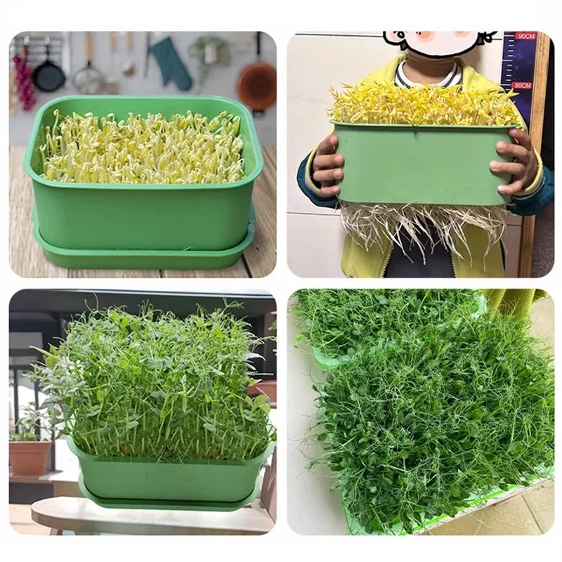 Limited stock available Stackable Bean Sprout Growing Box - Multi-layer Design, Perfect for Home Cultivation, Healthy Green Living