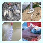 Fishing Gill Net with Spring Bait Trap