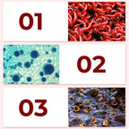 Concentrated Universal Liquid Bait with Bloodworm – Fish Attractant for Anglers
