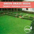 Grass Seeds for Lawn and Golf Course