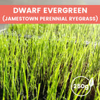Grass Seeds for Lawn and Golf Course